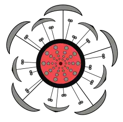 Filipendula ulmaria, цветок крупным планом