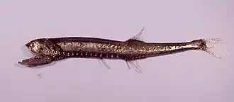 Gonostoma elongatum из Мексиканского залива