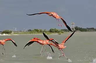 Фламинго в биосферном заповеднике