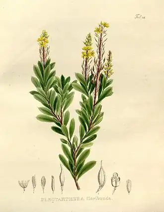 Luxemburgia octandra (= Plectanthera floribunda)
