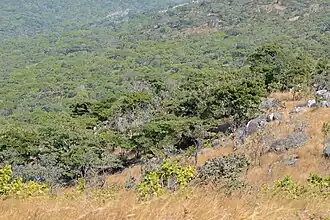 Вид на «Нкота-Коту»