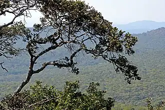 Дерево, растущее в заповеднике