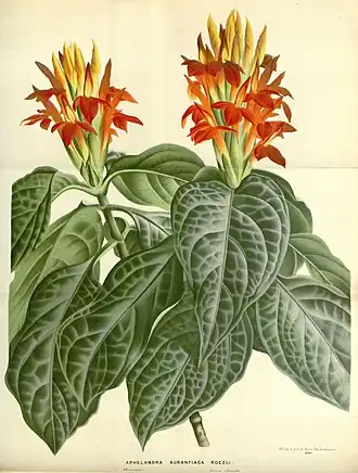 Афеландра оранжевая (Aphelandra aurantiaca)