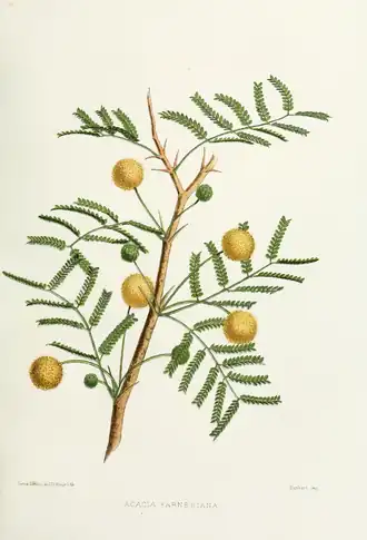 Вахелия Фарнеза (Vachellia farnesiana)
