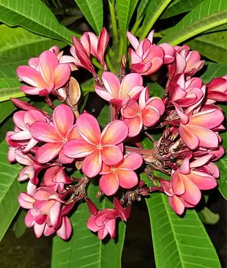 Цветки Плюмерии красной