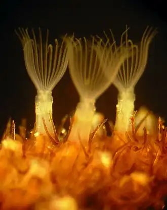 Зооиды Flustrellidra hispida