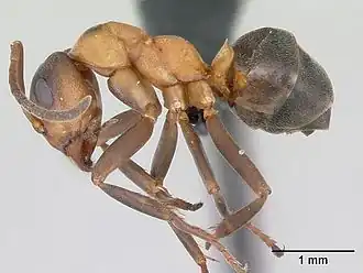 Рабочий муравей Formica foreli