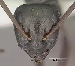 Голова рабочего