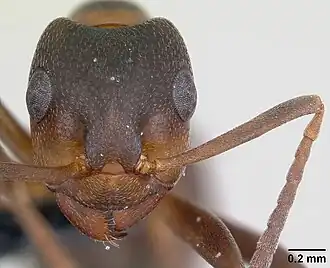 Муравей Formica pressilabris