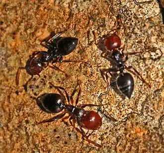 Муравей Crematogaster scutellaris