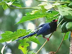 Толстоклювая лазоревая сорока