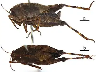 Formosatettix leigongshanensis