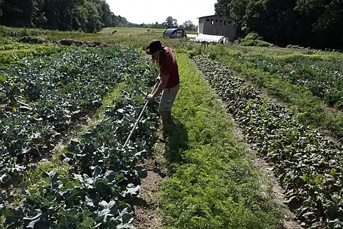 Делянка в четыре акра