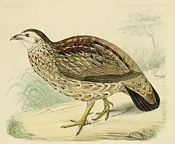 Иллюстрация 1870 года