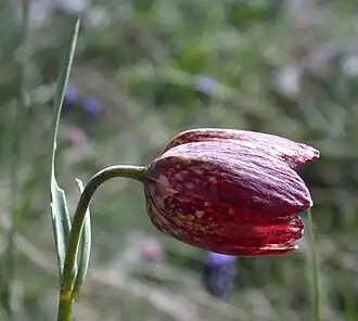 Рябчик восточный