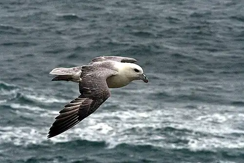 В полёте над морем
