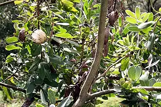 Ствол и листья