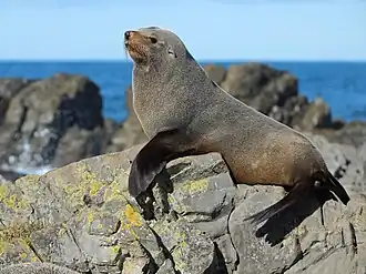 Новозеландский морской котик