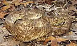 Pituophis melanoleucus mugitus