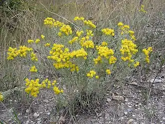 Солонечник мохнатый