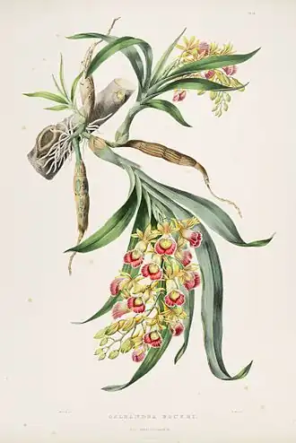 Galeandra baueriБотаническая иллюстрация из книги James Bateman (1811-1897): "The Orchidaceae of Mexico and Guatemala", pl. 19. 1840 г.