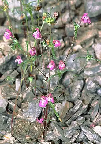 Galeopsis angustifolia