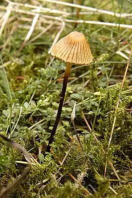 Galerina vittiformis