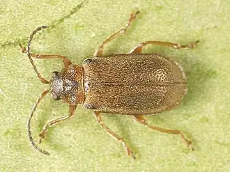 Козявка малая