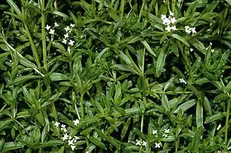 Galium album