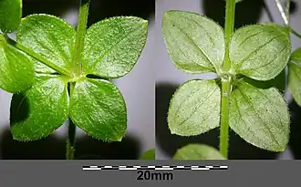 Мутовка (верхняя и нижняя стороны)