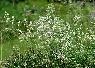 Цветущий побег