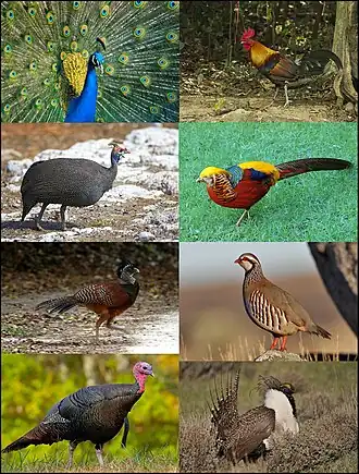 Разнообразие курообразных.1-й столбец: обыкновенный павлин, обыкновенная цесарка, большой кракс, индейка;2-й столбец: банкивская джунглевая курица, золотой фазан, красная куропатка, шалфейный тетерев.
