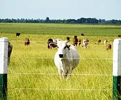Льянос в Венесуэле