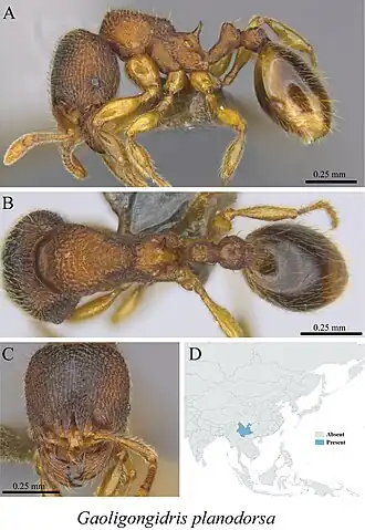Gaoligongidris planodorsa