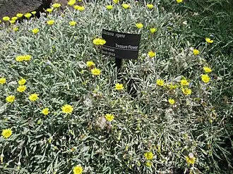 Газания жестковатая