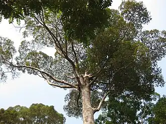 Dipterocarpus costatus