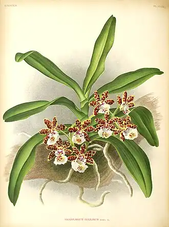 Gastrochilus bellinusиз книги LINDENIA. ICONOGRAPHIE DES ORCHIDEES. 1855-1903гг.