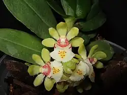 Gastrochilus japonicus