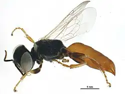 Gastrosericus moricei