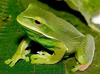 Gastrotheca albolineata