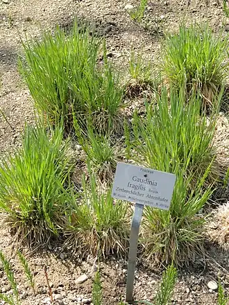 Годения ломкая