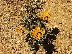 Gazania heterochaeta