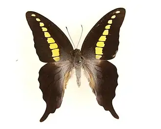 Graphium codrus