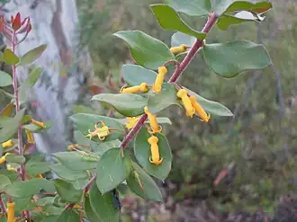 Листья и цветки