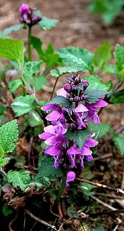 Яснотка крапчатая