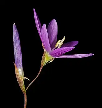 Цветок и бутон Geissorhiza inaequalis. Заповедник Орлогсклоф (Ньювудвилл, Северо-Капская провинция, ЮАР)