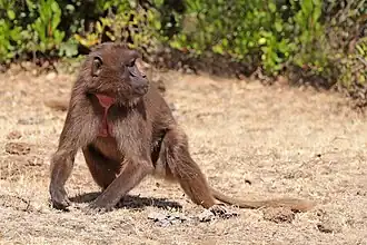 молодой самец