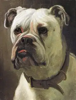 Английский бульдог3 января 2010