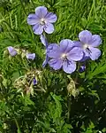 Герань луговая  (Geranium pratense)