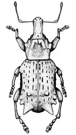 Germainiellus dentipennis